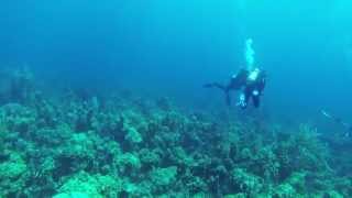 Sonar pinging when scuba diving [upl. by Koziel714]