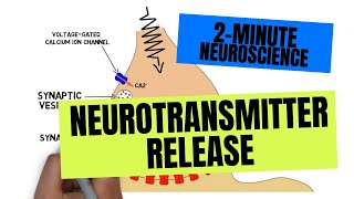 2Minute Neuroscience Neurotransmitter Release [upl. by Audras]