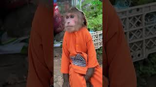 CUTIS farmers sell top notch goods cutis monkey shortvideo [upl. by Ykcor154]