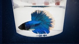 5 Best Places to Buy a Betta Fish [upl. by Stan]