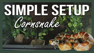 SIMPLE SETUP CORNSNAKE [upl. by Aloap]