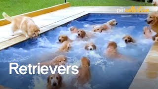 The Ultimate Funniest amp Cutest Golden Retriever Compilation 2021 [upl. by Elleivad37]