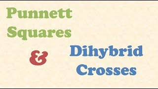 Punnett Squares and Dihybrid Crosses [upl. by Dearden]