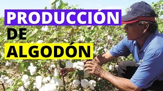 Producción de Algodón Fases del Ciclo Productivo🚜 [upl. by Ttam]