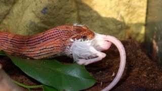 How to Feed a Corn Snake  Pet Snakes [upl. by Wylma]