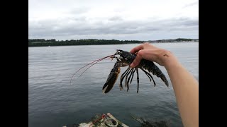 LOBSTER FISHING How To Catch Lobster From The Shore [upl. by Einafit]