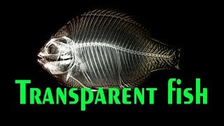 Some Cool Facts About X Ray Fish [upl. by Russ]