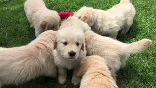 Golden Retriever Puppies Playing [upl. by Arondell246]