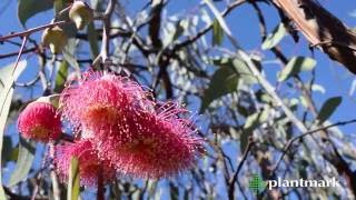 Eucalyptus caesia Silver Princess Gungurru at Plantmark Wholesale Nurseries [upl. by Barram]