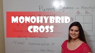 Punnett Squares  Monohybrid Cross [upl. by Erreid182]