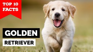 Golden Retriever  Top 10 Facts [upl. by Trebleht]