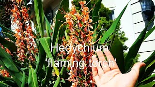 COLD HARDY GINGERS HEDYCHIUMS BUTTERFLY GINGERS [upl. by Rush]