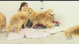 Dozens Of Golden Retrievers Rescued From Deplorable Conditions [upl. by Baler]