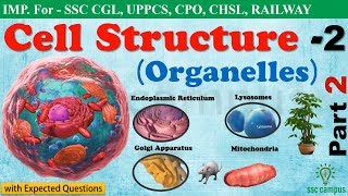 Cell StructurePart 2  Endoplasmic Reticulum  Lysosomes  Mitochondria NCERT Class 8911 [upl. by Ania]