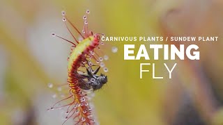 Carnivous plants  Sundew plant Eating fly [upl. by Crutcher]