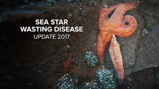 Sea Star Wasting Disease Update 2017 [upl. by Erbua]