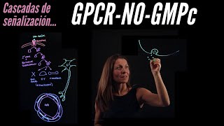 Señalización intracelular III GPCR  NO GMPc [upl. by Okoyk29]