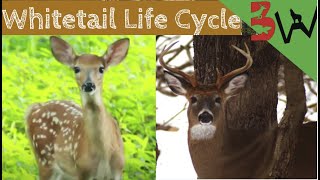 Whitetail Life Cycle [upl. by Scever]