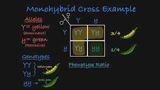 Monohybrid Cross Explained [upl. by Uliram]