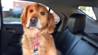 Smart Golden Retriever knows he is at the Vet [upl. by Kalina]