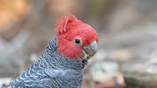 Cockatoos of Australia [upl. by Maxwell]