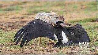 The Ngorongoro Crater Safari [upl. by Ahsan432]