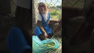 OMG  what happened to CUTIS😱cutis monkey shortvideo [upl. by Notsle452]