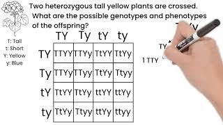 Genetic Cross Dihybrid Short Simple Science [upl. by Ahsenre]