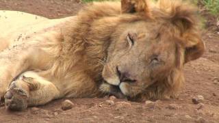 Ngorongoro Crater amp Serengeti Tanzania [upl. by Market146]