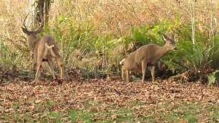 Blacktail deer attempting to mate [upl. by Hsinam]