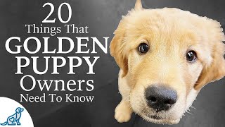 Golden Retriever Puppy First Week Home  Professional Dog Training Tips [upl. by Whyte]