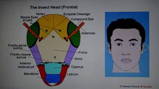 Lecture 1 Organisation of Insect body [upl. by Paresh71]