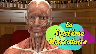 Physiologie humaine Le Système Musculaire  The Muscular System [upl. by Anned464]