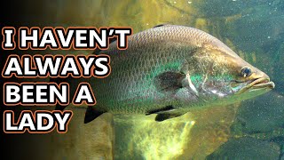 Barramundi facts metery mamas  Animal Fact Files [upl. by Birck]