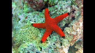 Facts The Sea Star Starfish [upl. by Chemaram]