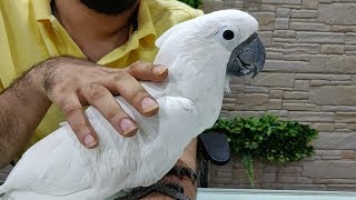 Umbrella Cockatoo Bird at Salmans Exotic Pet Store [upl. by Olyhs]