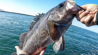 My GOTO Rock Fishing Rig BIG RockFish Jetty Fishing  Oregon Coast Fishing [upl. by Marjorie]