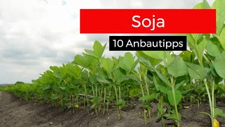 Soja 10 Anbautipps [upl. by Ogires]