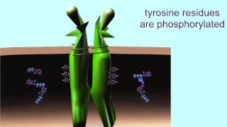 RECEPTOR TYROSINE KINASES [upl. by Anabelle258]