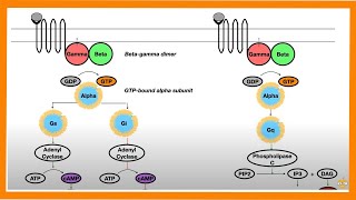 Signal Transduction Pathways GProtein Receptor Tyrosine Kinase cGMP [upl. by Casi717]