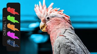 Galah Cockatoo The Best Pet Parrot [upl. by Ahlgren]