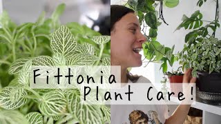 Fittonia Plant Care Tips amp Tricks  Fittonia Houseplant Care [upl. by Niasuh458]