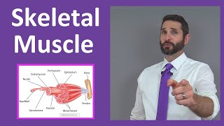 Skeletal Muscle Tissue Contraction Sarcomere Myofibril Anatomy Myology [upl. by Fedora41]