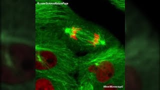 Actual Footage of Cell Division Kidney Cells [upl. by Kolva]