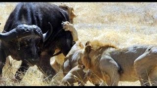 Crater Lions Of Ngorongoro  African Animals NatureWildlife Documentary [upl. by Cirdes]