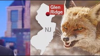 Rabid fox attacks 5 people in New Jersey [upl. by Perlis502]