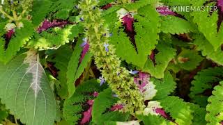 Coleus Seed Stalks WHEN BEST TO CUT THEM [upl. by Jeniece889]