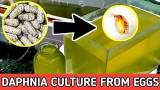 HOW TO HATCH DAPHNIA EGGS  HOW TO CULTURE DAPHNIA [upl. by Elledoj985]