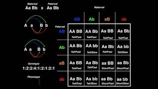 Genetics  Dihybrid Cross Example 2 [upl. by Aiasi]