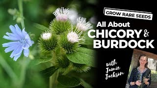 Medical Herbs  All About Chicory and Burdock [upl. by Thordia]